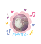 ジャンガリアンのりぼんちゃん2（個別スタンプ：2）