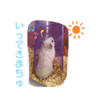 ジャンガリアンのりぼんちゃん2（個別スタンプ：5）