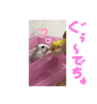 ジャンガリアンのりぼんちゃん2（個別スタンプ：8）