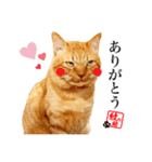元野良猫モンのスケさん（個別スタンプ：2）