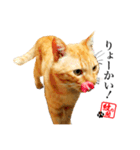 元野良猫モンのスケさん（個別スタンプ：3）