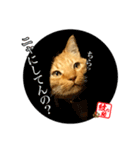 元野良猫モンのスケさん（個別スタンプ：4）