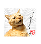 元野良猫モンのスケさん（個別スタンプ：5）