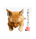 元野良猫モンのスケさん（個別スタンプ：6）