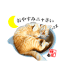 元野良猫モンのスケさん（個別スタンプ：8）