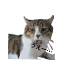 ^ω^）（個別スタンプ：1）