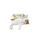 まめゴエスタンプ（個別スタンプ：1）