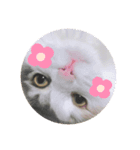 にゃんにゃんこ3（個別スタンプ：5）
