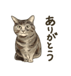 猫のたーちゃん・ちーちゃん（個別スタンプ：5）