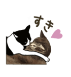 猫のたーちゃん・ちーちゃん（個別スタンプ：6）