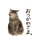 猫のたーちゃん・ちーちゃん（個別スタンプ：8）