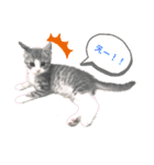 ねこのあおちゃんスタンプ（個別スタンプ：1）