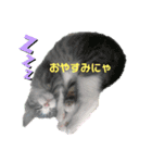 ねこのあおちゃんスタンプ（個別スタンプ：2）