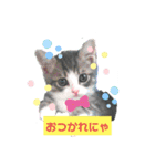ねこのあおちゃんスタンプ（個別スタンプ：3）
