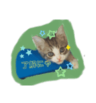 ねこのあおちゃんスタンプ（個別スタンプ：5）