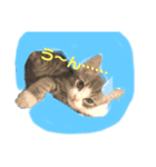 ねこのあおちゃんスタンプ（個別スタンプ：6）