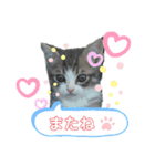 ねこのあおちゃんスタンプ（個別スタンプ：8）