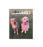 エイトの日常生活（個別スタンプ：5）
