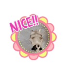 シーズーbaby達！（個別スタンプ：1）