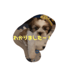 シーズーbaby達！（個別スタンプ：3）