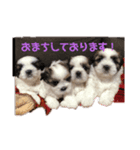 シーズーbaby達！（個別スタンプ：4）