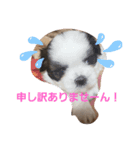 シーズーbaby達！（個別スタンプ：6）