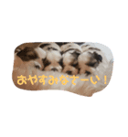 シーズーbaby達！（個別スタンプ：7）