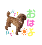 くっきー(犬)（個別スタンプ：1）