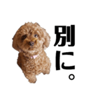 くっきー(犬)（個別スタンプ：2）