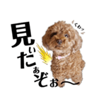 くっきー(犬)（個別スタンプ：5）