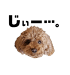 くっきー(犬)（個別スタンプ：6）