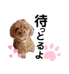 くっきー(犬)（個別スタンプ：8）
