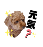 くっきー(犬)（個別スタンプ：10）