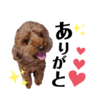 くっきー(犬)（個別スタンプ：12）