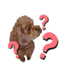 くっきー(犬)（個別スタンプ：13）
