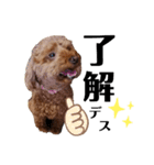 くっきー(犬)（個別スタンプ：14）