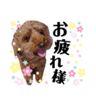 くっきー(犬)（個別スタンプ：15）