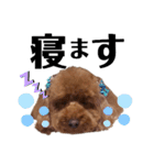 くっきー(犬)（個別スタンプ：17）