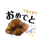 くっきー(犬)（個別スタンプ：18）