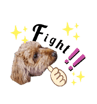 くっきー(犬)（個別スタンプ：19）