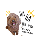 くっきー(犬)（個別スタンプ：20）