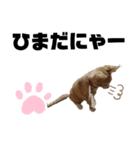 リンちゃんのスタンプ03（個別スタンプ：5）