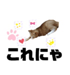 リンちゃんのスタンプ03（個別スタンプ：6）