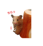 砂川家のきなこさん（個別スタンプ：8）