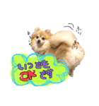 ポメラニアンmocoの日常スタンプ(*´ω｀*)（個別スタンプ：6）