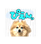 ポメラニアンmocoの日常スタンプ(*´ω｀*)（個別スタンプ：8）