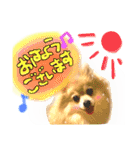 ポメラニアンmocoの日常スタンプ(*´ω｀*)（個別スタンプ：9）