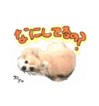 ポメラニアンmocoの日常スタンプ(*´ω｀*)（個別スタンプ：10）
