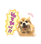 ポメラニアンmocoの日常スタンプ(*´ω｀*)（個別スタンプ：11）