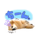 ポメラニアンmocoの日常スタンプ(*´ω｀*)（個別スタンプ：12）